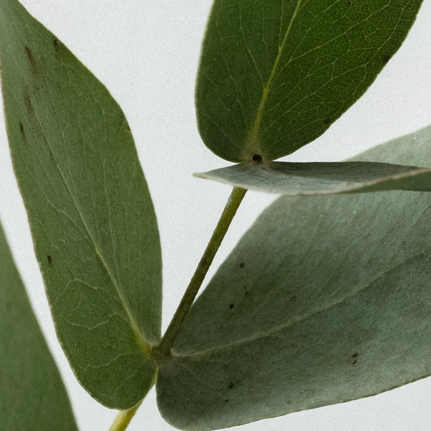 Energising Laundry Detergent Strips 32 Loads - Image 4