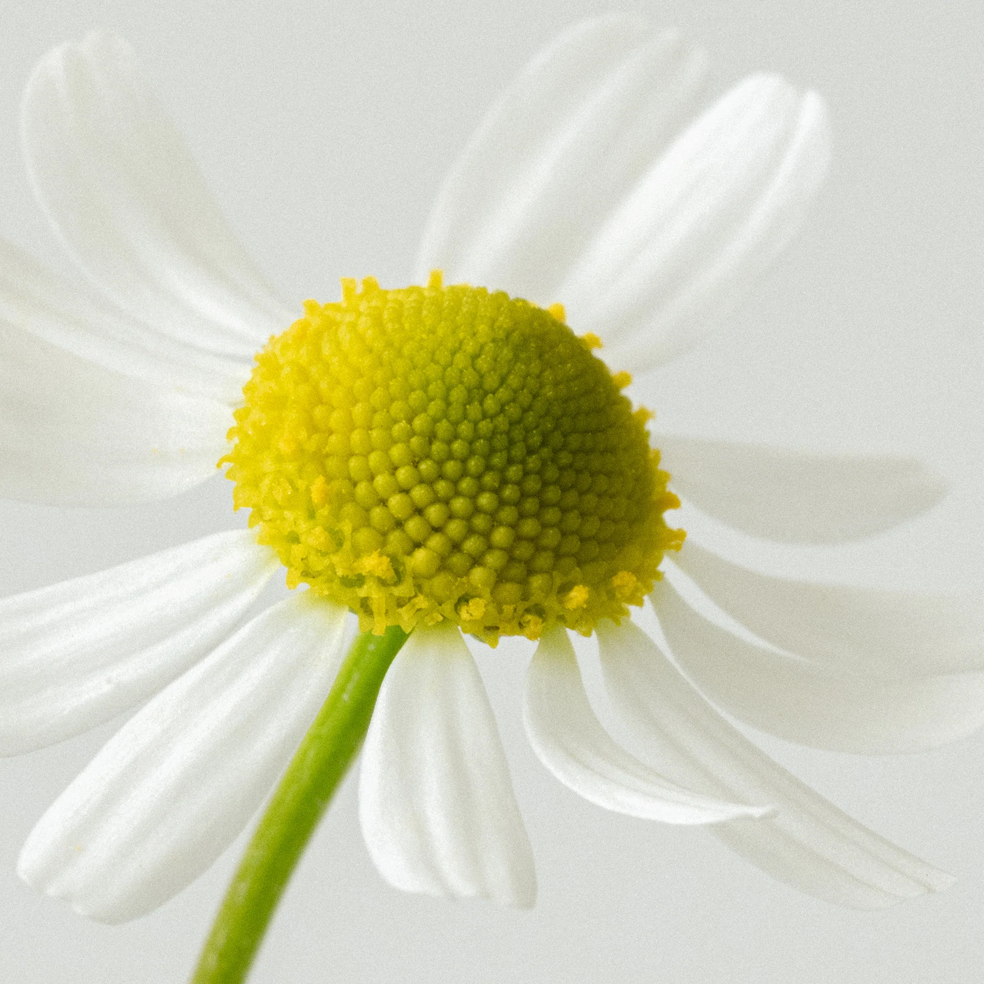 Soothing Laundry Detergent Strips 32 Loads - Image 3