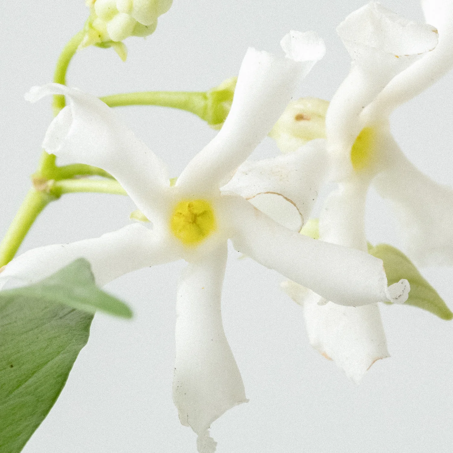 Relaxing Laundry Detergent Strips 64 Loads - Image 5