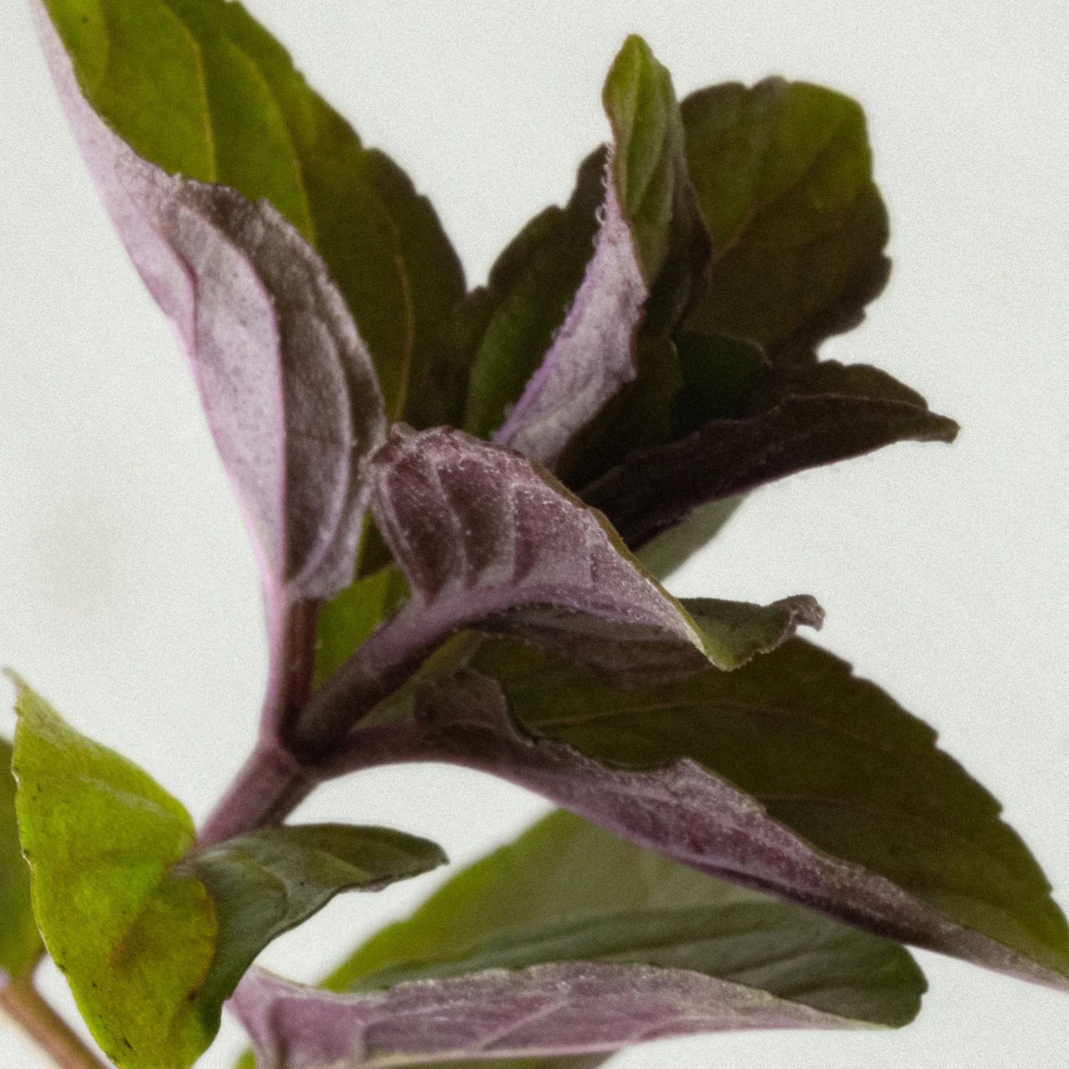 Refreshing All Purpose Cleaner 750ml - Image 6